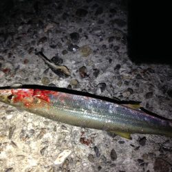 タチウオ爆釣、そしてカマスにアナゴ!よく釣れた!